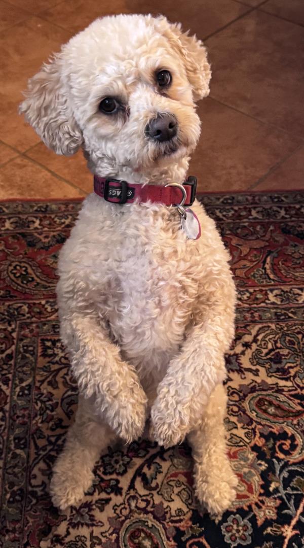 /Images/uploads/The Santa Fe New Mexican/santafepetcontest/entries/34009thumb.jpg